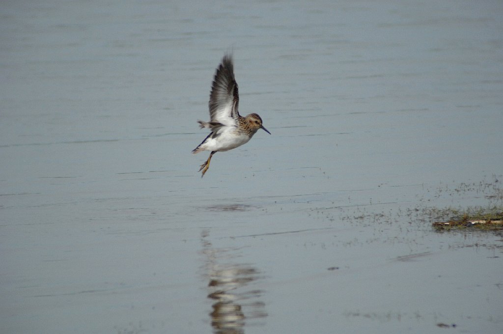 Sandpiper, Least, 2007-05229952 Cape May Point State Park, NJ.JPG - Least Sandpiper. Cape May Point State Park, NJ, 5-22-2007